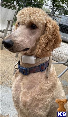 muffinpoodle Picture 3